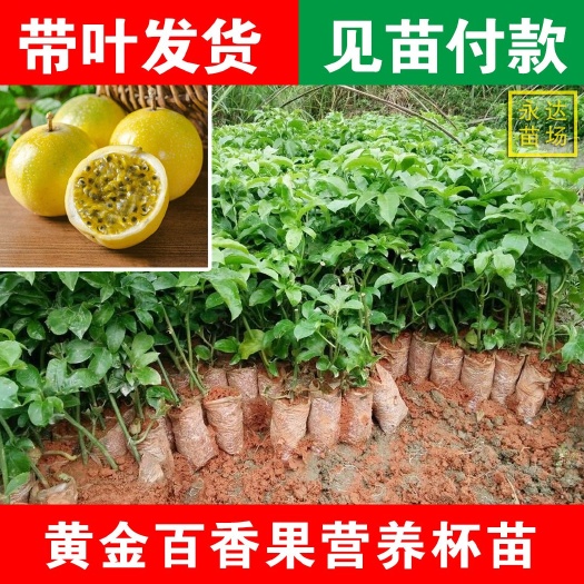 平和县黄金百香果苗，蜂蜜百香果苗，台农，香蜜，紫香百香果苗