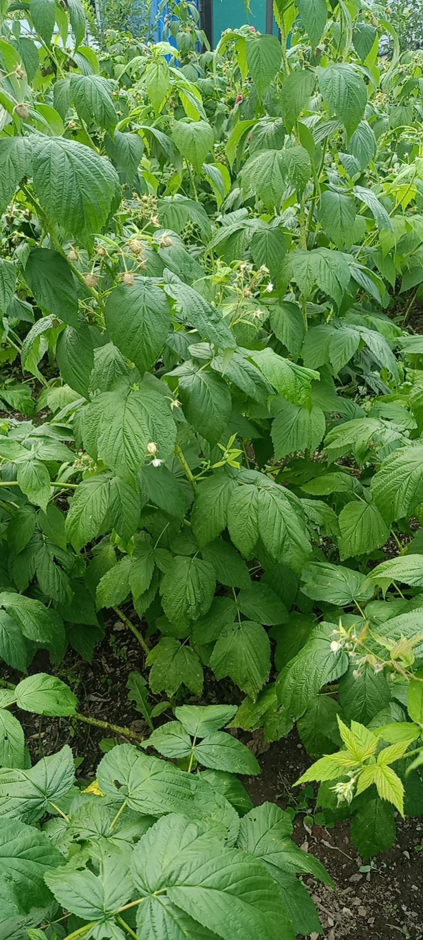 红树莓苗  树莓苗，批发树莓苗当年栽苗当年挂果，产量高。