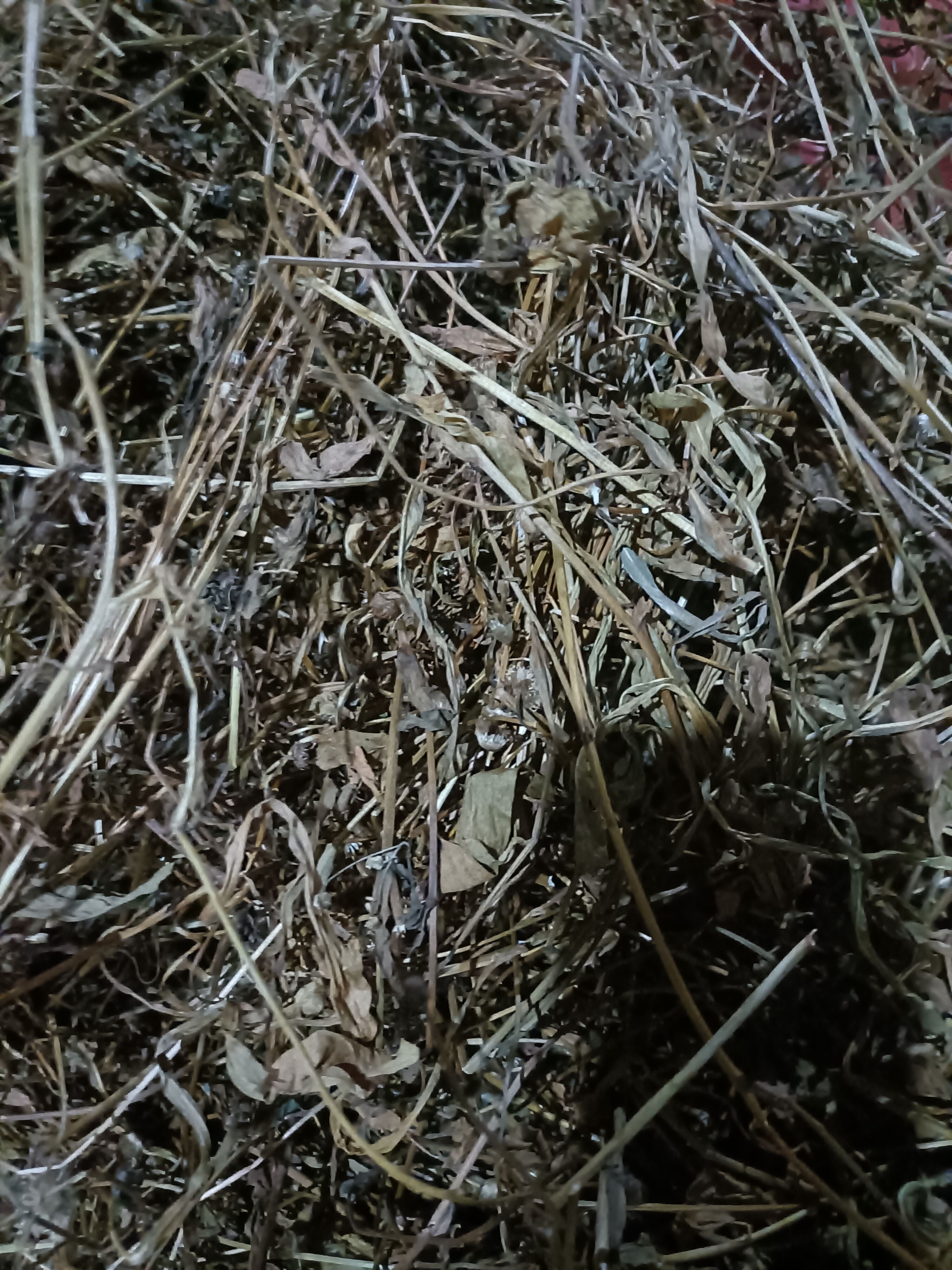  云南家种无硫灯盏花灯盏细辛