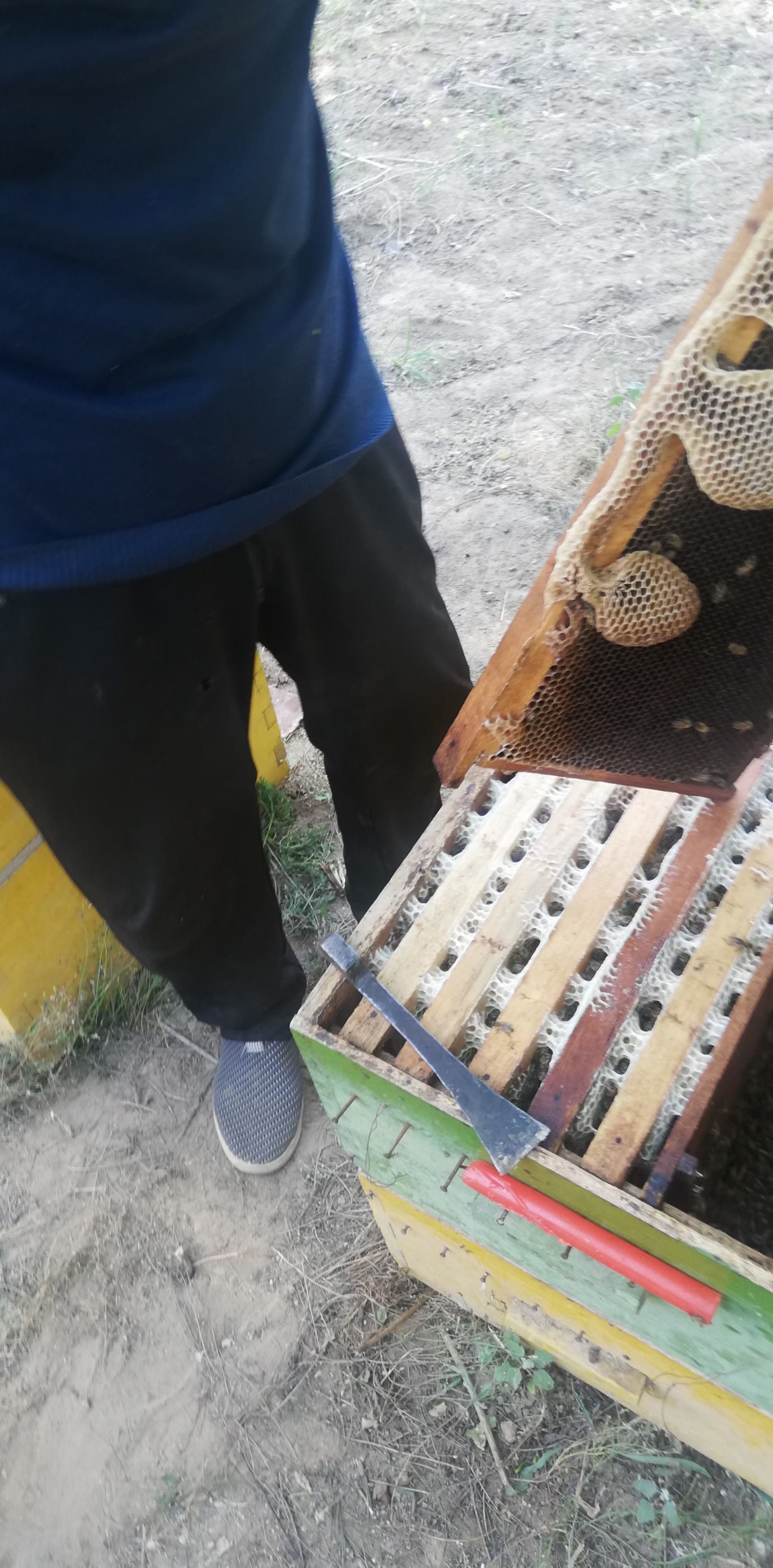 枣花蜜 纯枣花蜂蜜