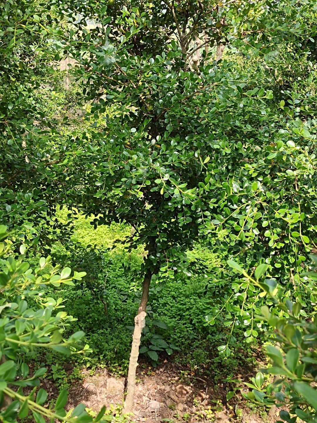 高杆瓜子黄杨地径3公分高1.8－2.2米大型绿植庭院别墅工程