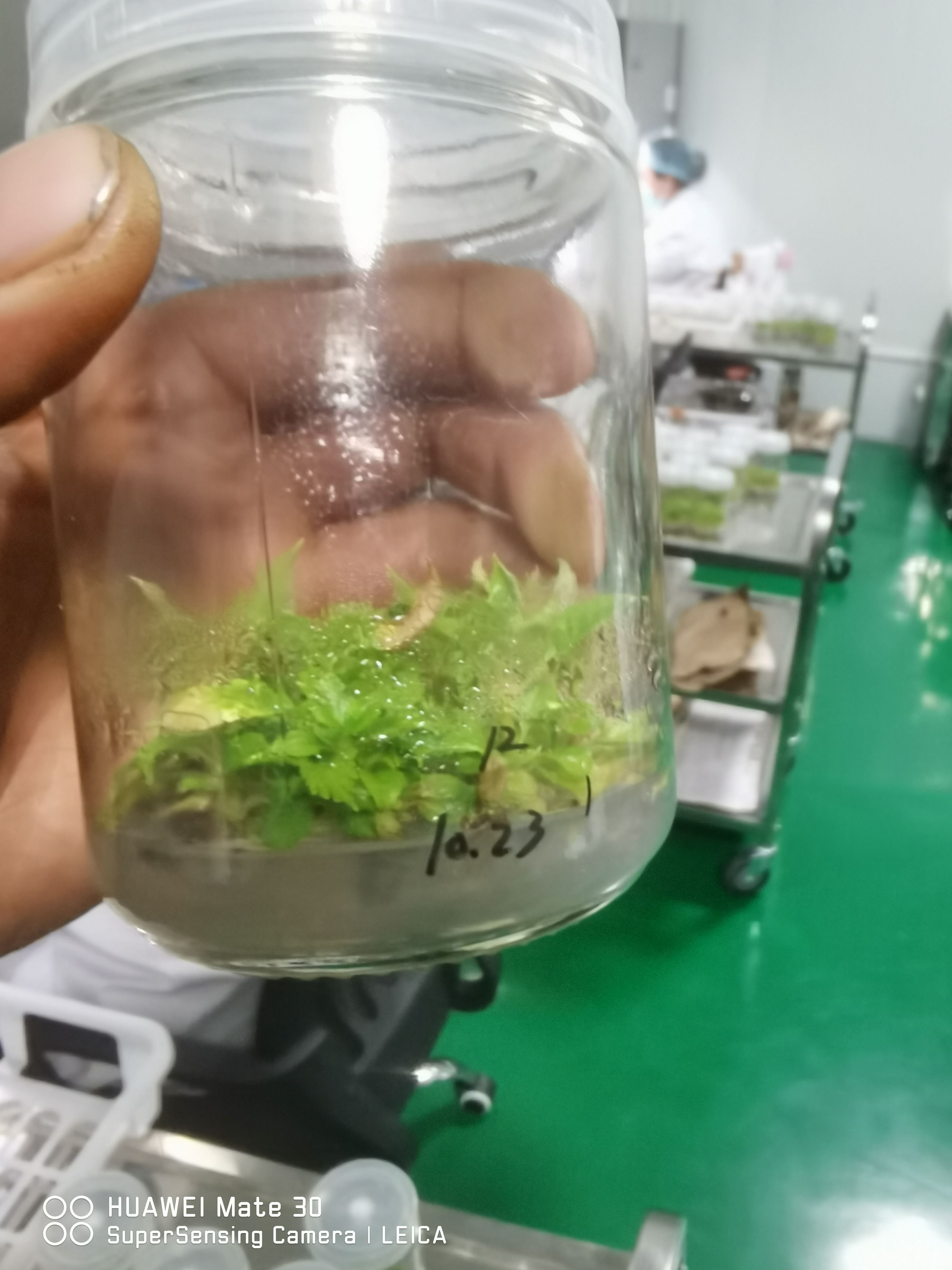 美早苗 嫁接苗 裸根苗