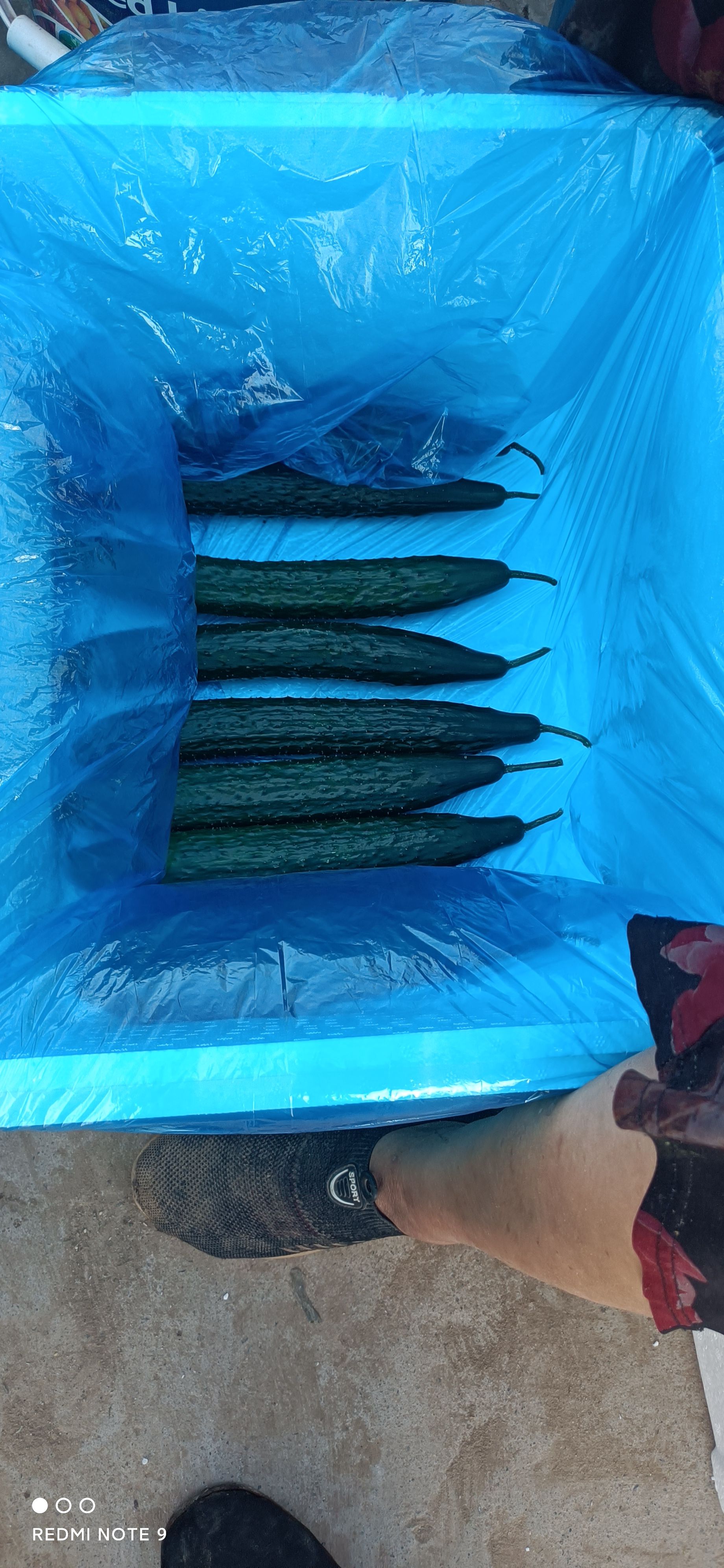 油亮密刺黄瓜超市，食堂，大型商场**