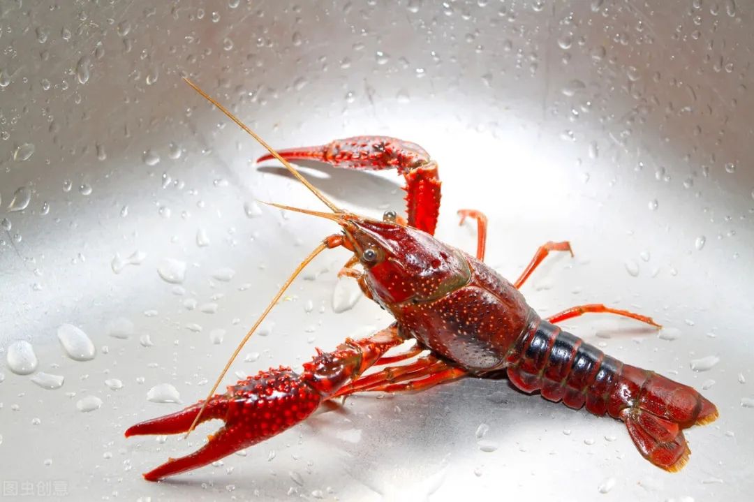 龙虾苗  真正大湖小种，种虾
