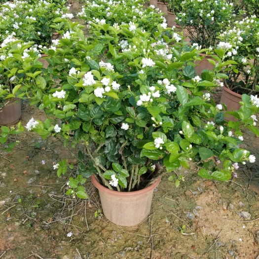南宁白色茉莉 30多年盆栽老桩茉莉花