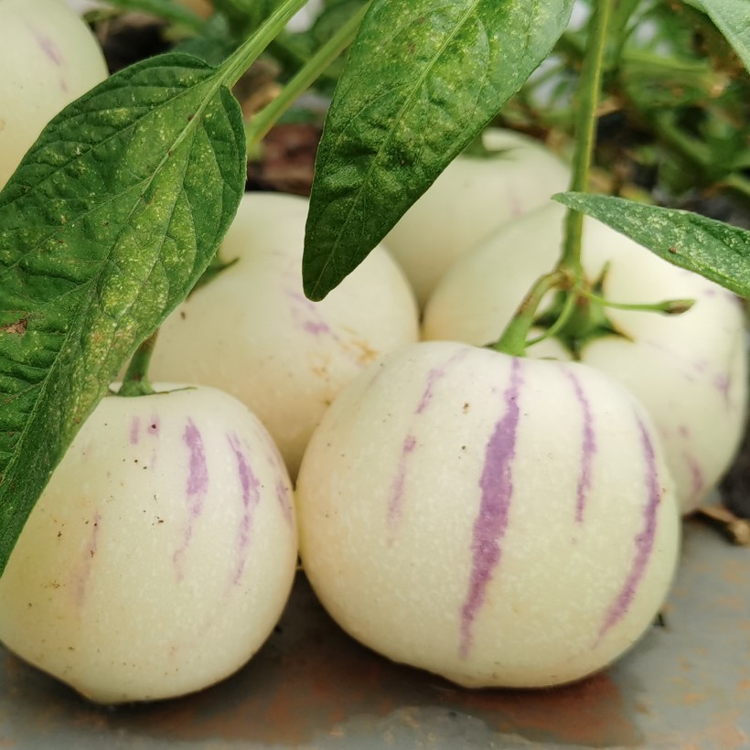  “人参果”自家种植，自然成熟采摘！顺丰包邮，还原健康本色！