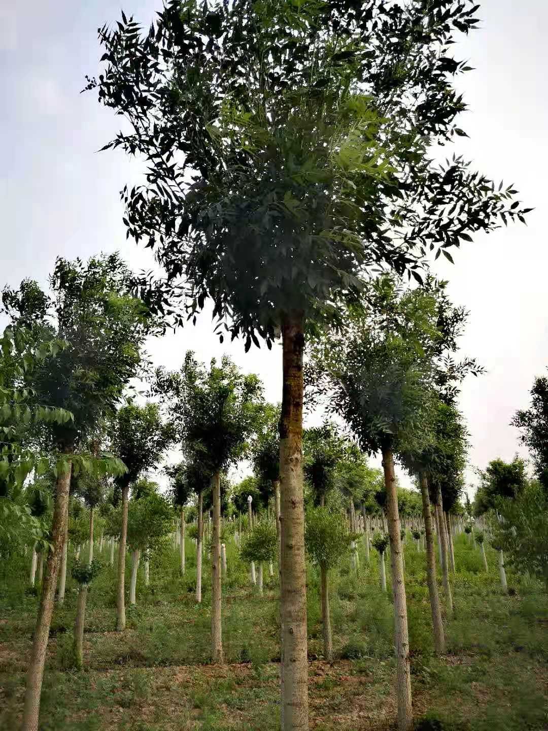  10-11公分秋紫白蜡，一级树精品树