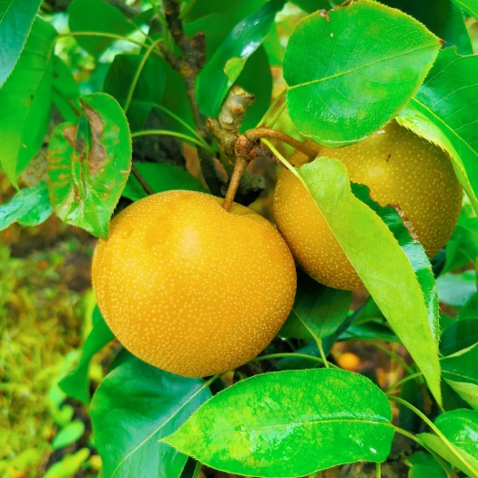 龙里县金秋梨