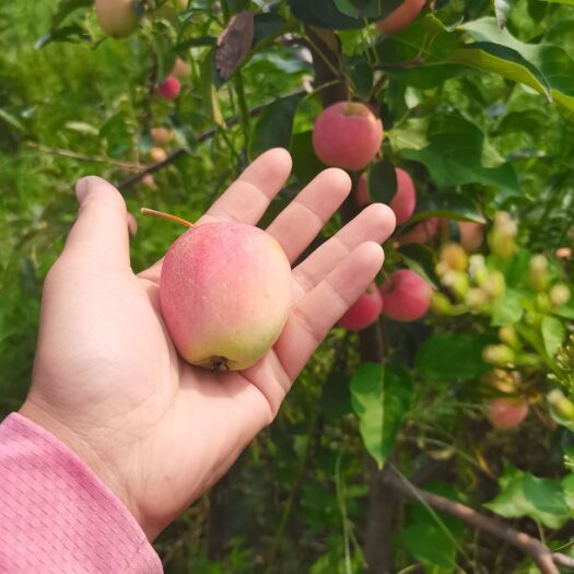 新泰市锦绣海棠果 鸡心果