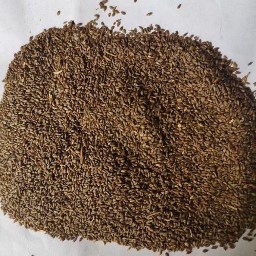 安国市沙蒿籽  沙蒿 沙蒿子 500克包邮 大货供应   量大从优