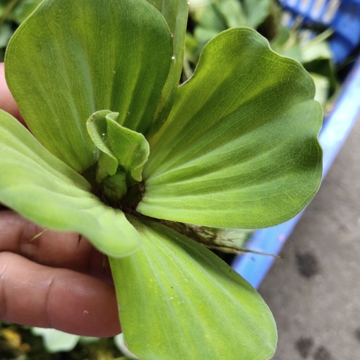 桂林水芙蓉