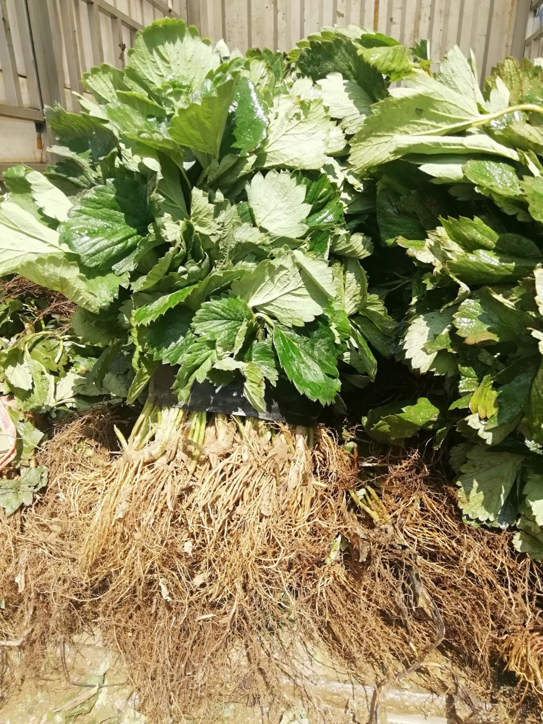 红颜草莓苗组培脱毒假植苗：章姬草莓苗，甜宝草莓苗基地现挖现发