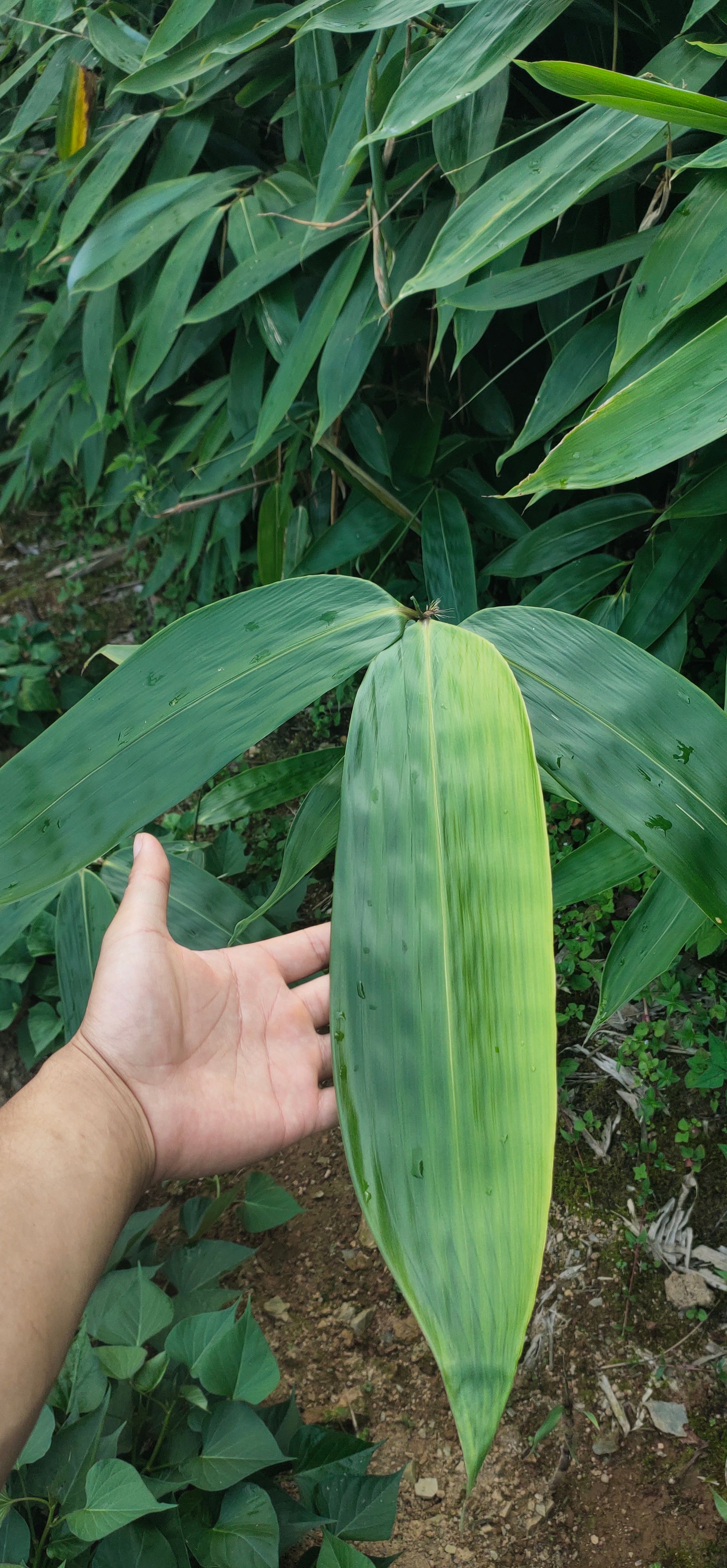 2025年新货粽叶/箬叶根苗
品质好（包回收）经济效益高