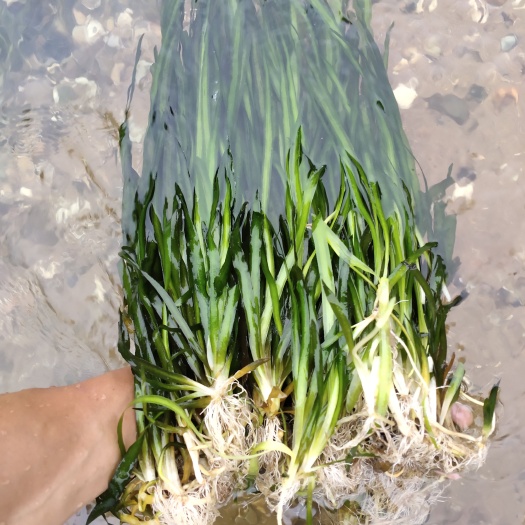 桂林水芙蓉   矮苦草 大苦草 刺苦草 四季苦草 常年四季有货大量供应