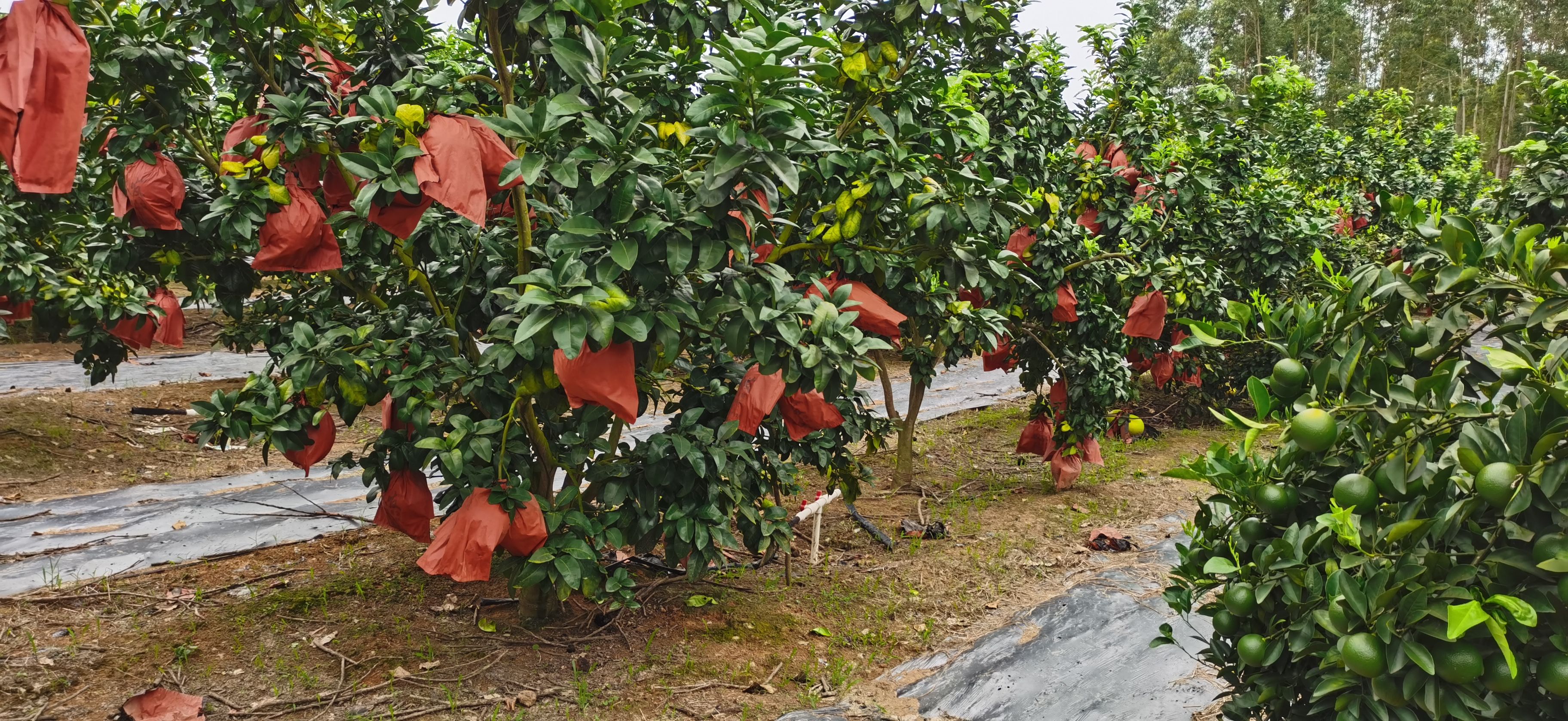 三红柚 三红蜜柚含糖量11度了，果面光滑。可以单一规格要。