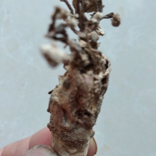 固始县金蝉花，价格根据行情走，允许有少量泥土