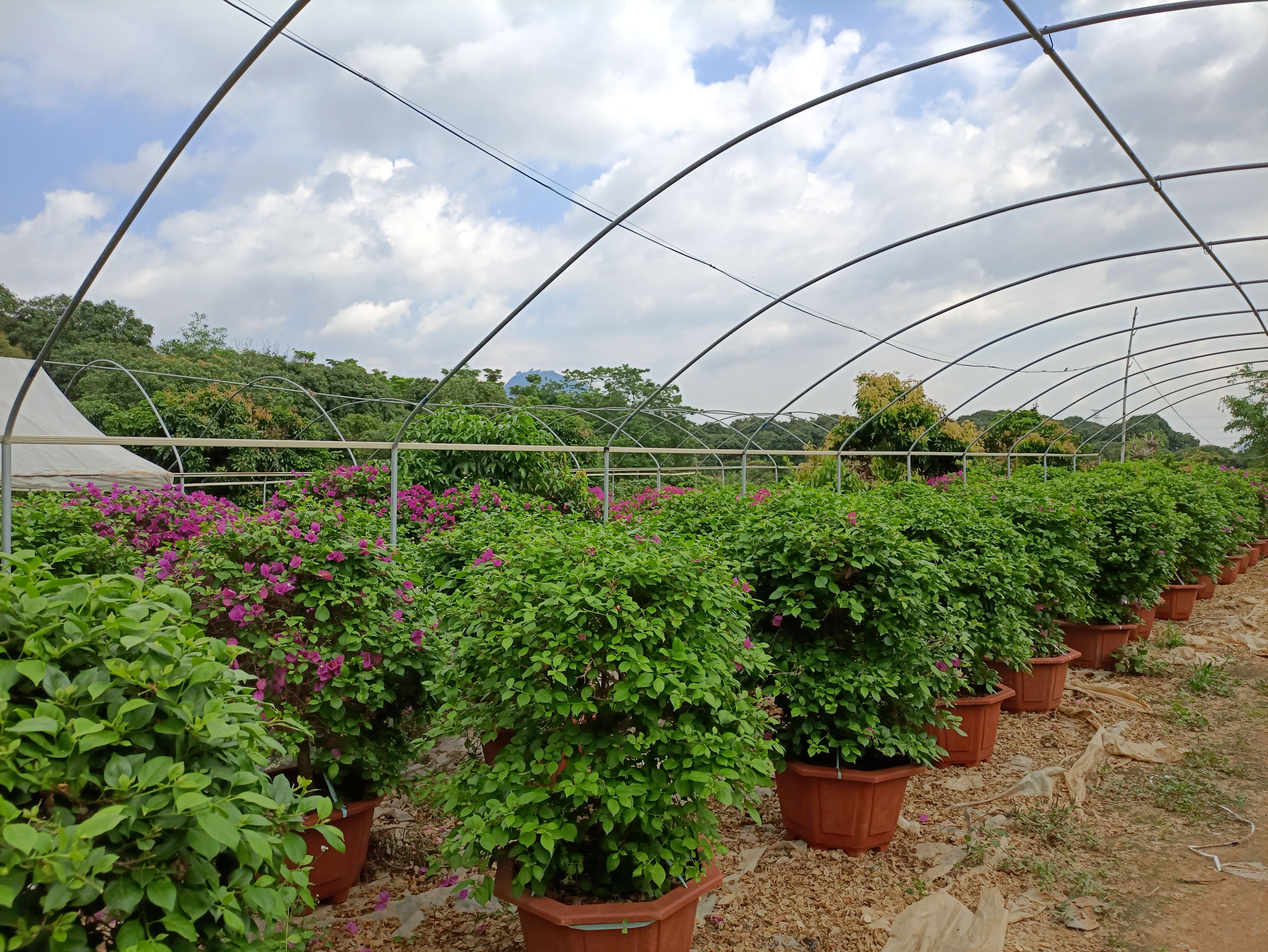 紫花三角梅 三角梅紫色小叶紫三角梅球