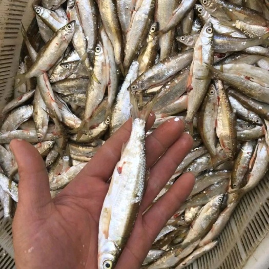 襄樊刁子鱼干 小白鱼，小餐条，河虾