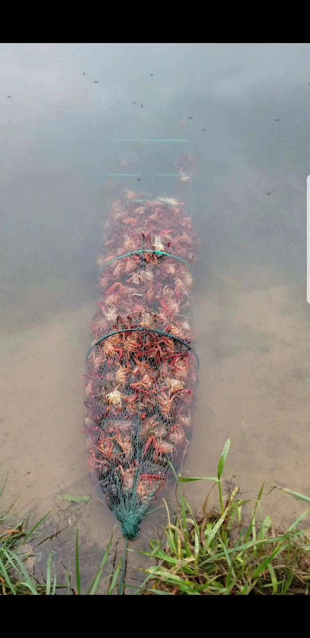 龙虾苗  真正大湖小种，种虾