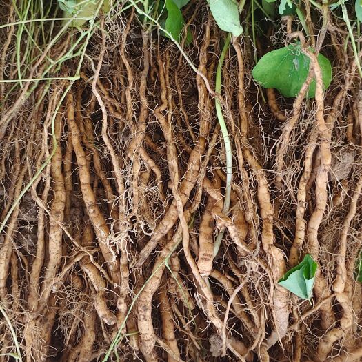 粉防己种苗  粉防己（土木香）种苗