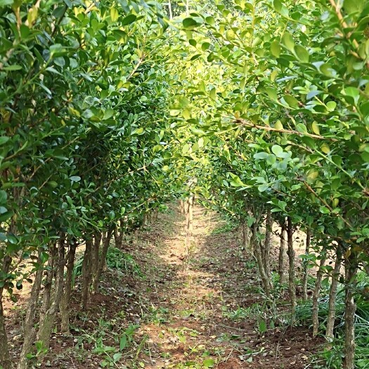新沂市根茎1－2.5公分1－1.8米高小瓜子黄杨大型绿植街道庭院用