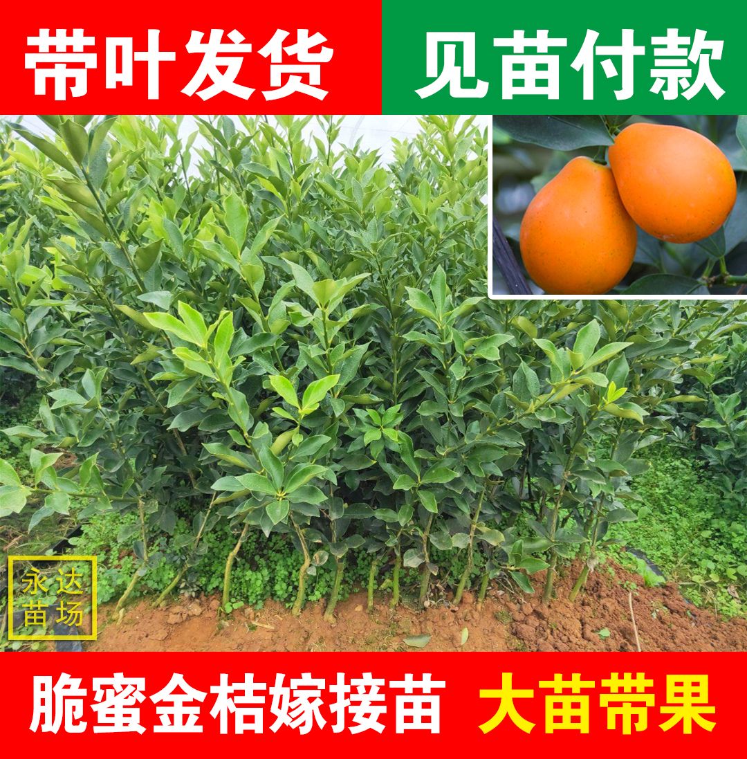 脆蜜金桔苗，脆蜜金柑苗，金桔苗，金柑苗杯苗