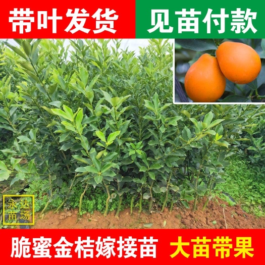 平和县脆蜜金桔苗，脆蜜金柑苗，金桔苗，金柑苗杯苗