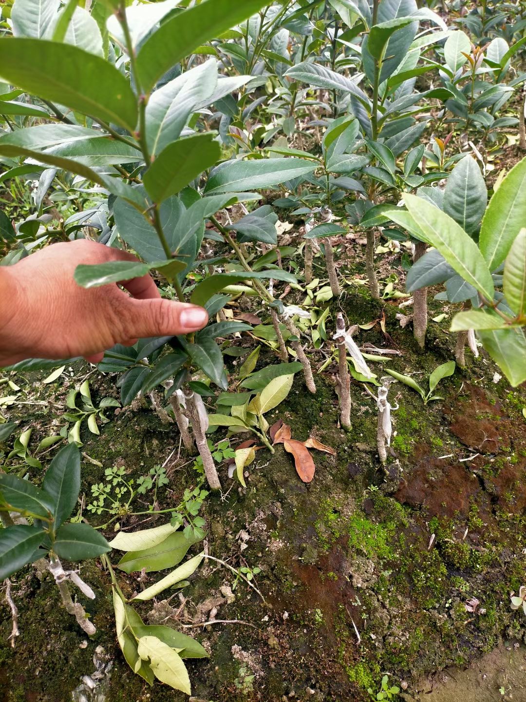 广东香水柠檬苗，香水柠檬苗，自育自卖包正品，24小时发货