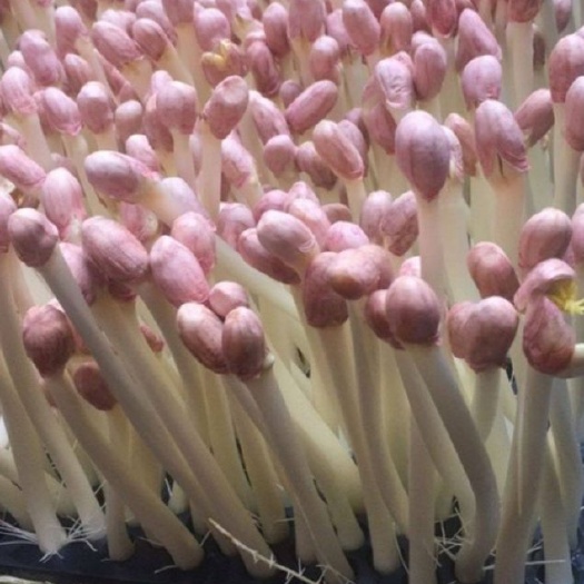 水培花生芽常年现货供应