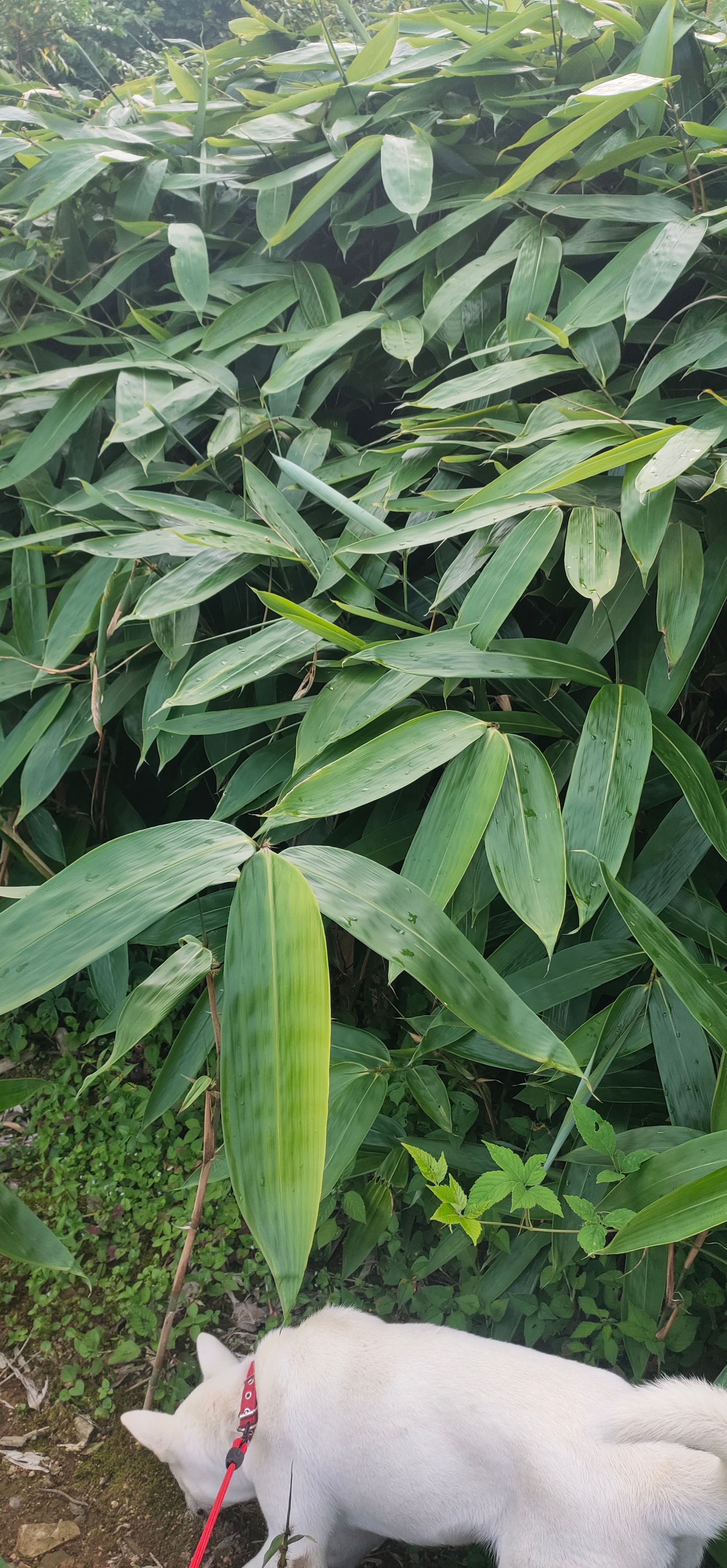 2025年新货粽叶/箬叶根苗
品质好（包回收）经济效益高