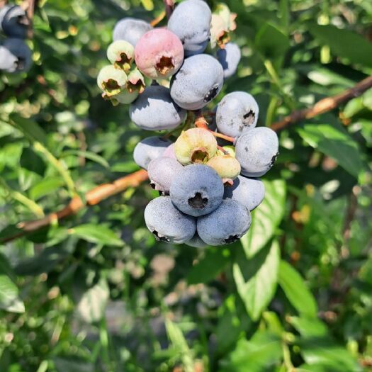 凤城市 晚品种蓝莓