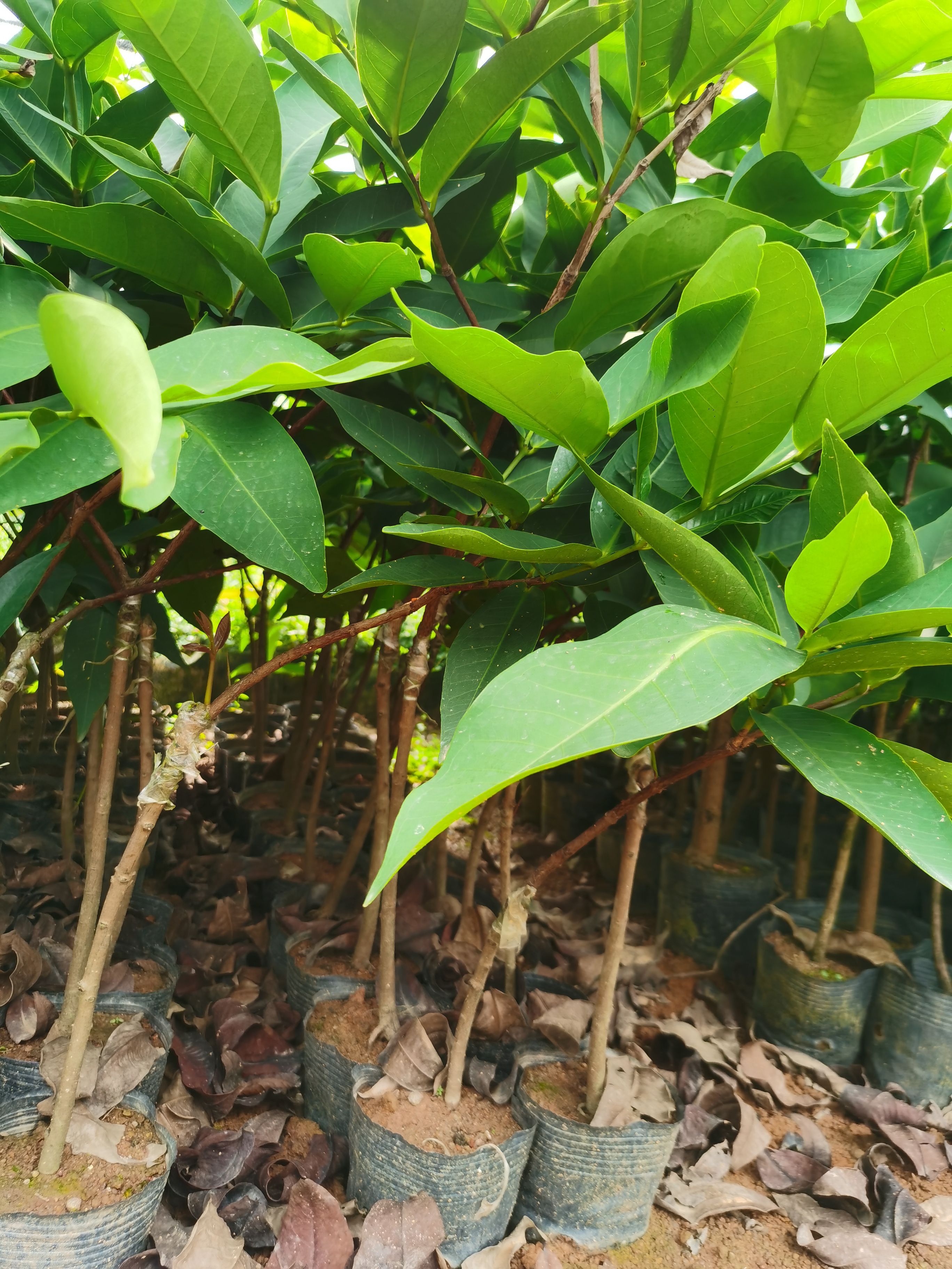 黑金刚莲雾苗 黑金钢莲雾嫁接苗