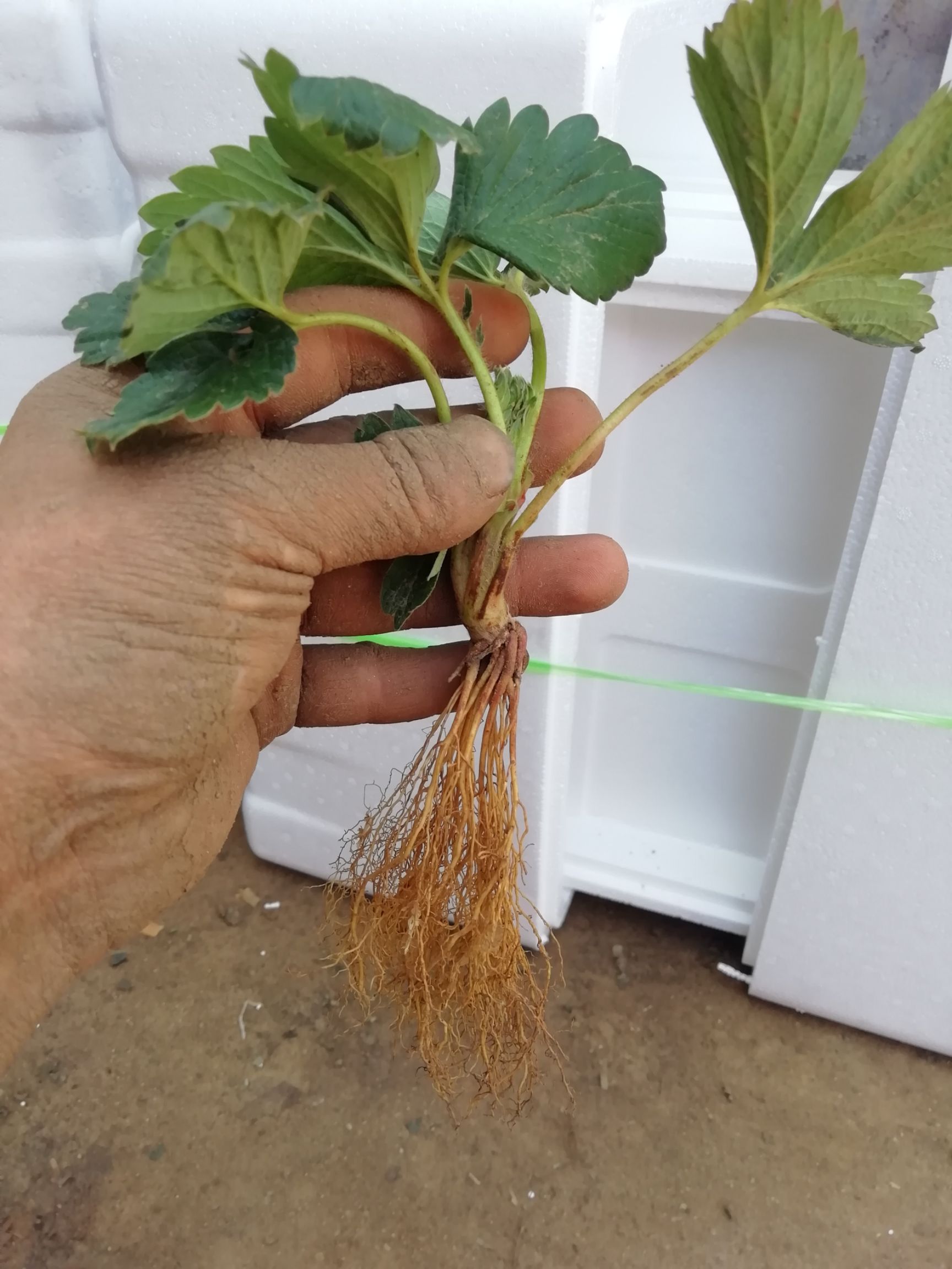 红颜草莓苗组培脱毒假植苗：章姬草莓苗，甜宝草莓苗基地现挖现发