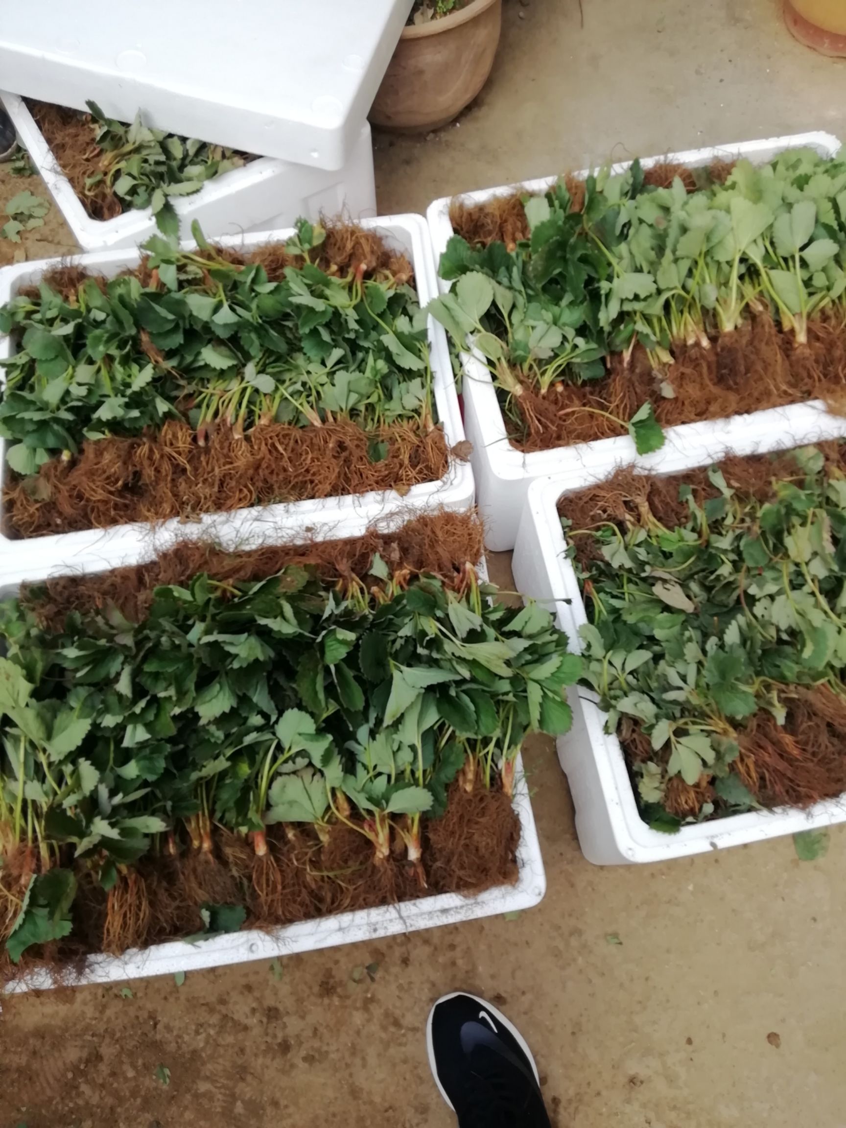 红颜草莓苗组培脱毒假植苗：章姬草莓苗，甜宝草莓苗基地现挖现发