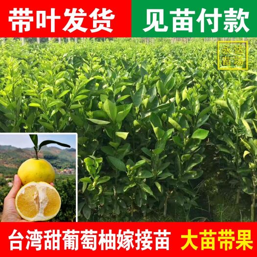 平和县甜葡萄柚苗，鸡尾葡萄柚苗，黄肉葡萄柚苗，葡萄柚树苗