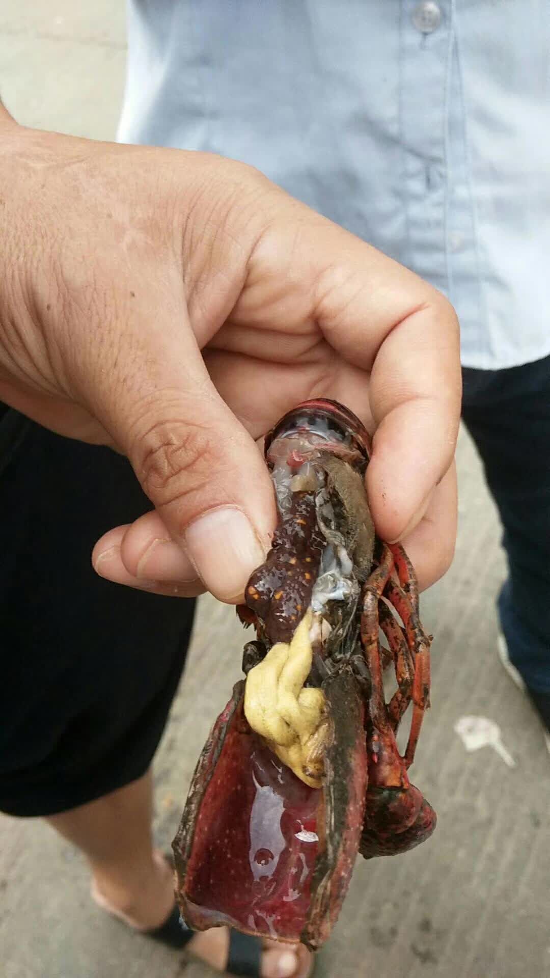 龙虾苗  优质湖区深水种虾，母虾已经全部抱卵。