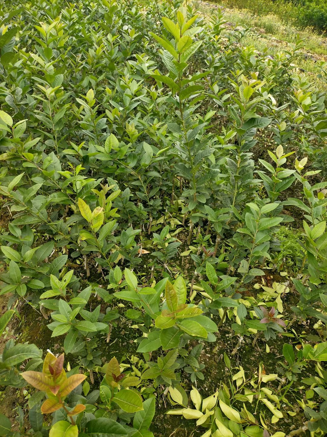 广东香水柠檬苗，香水柠檬苗，自育自卖包正品，24小时发货