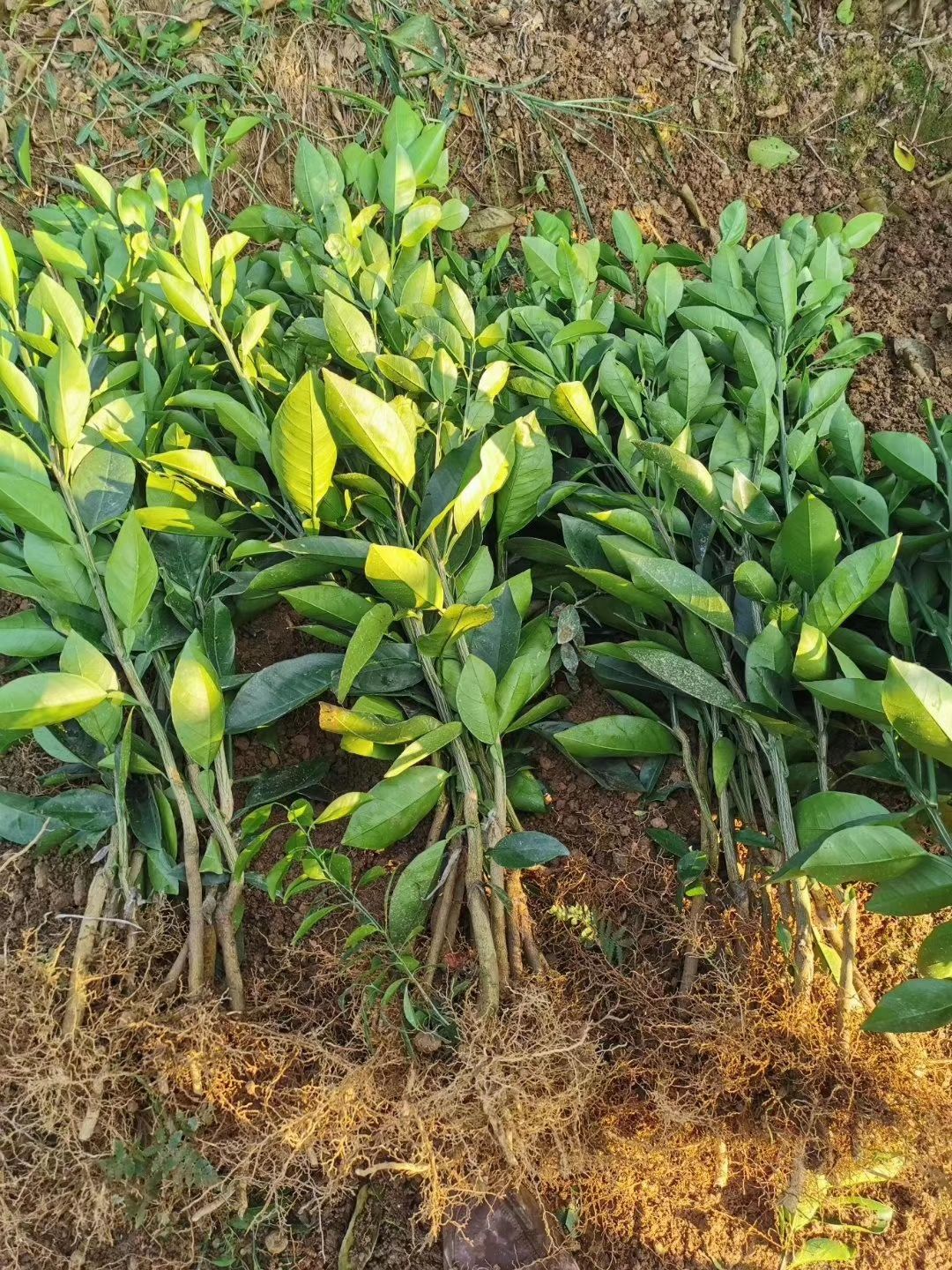 甜葡萄柚苗，鸡尾葡萄柚苗，黄肉葡萄柚苗，葡萄柚树苗