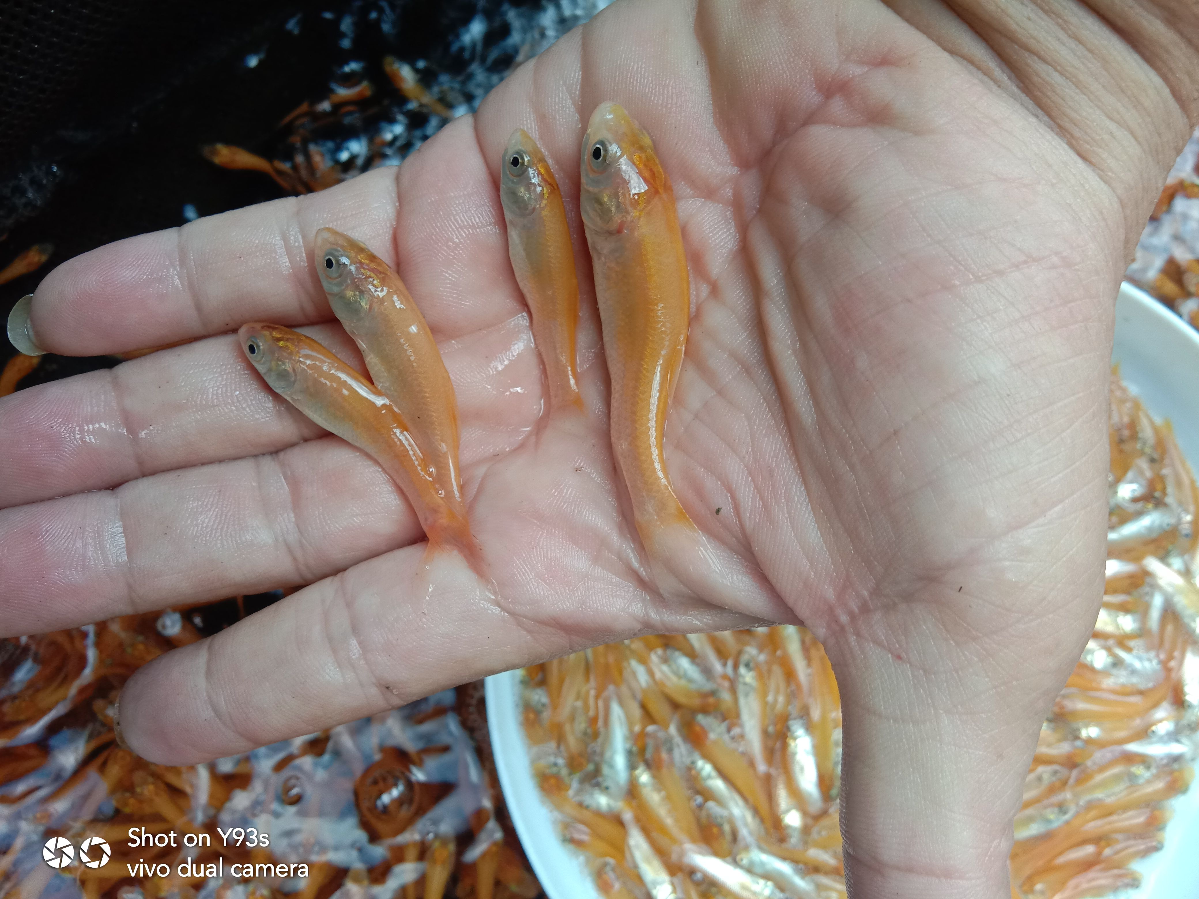 金草鱼苗  草鱼:金丝鲩，金色草鱼，抗病力强。