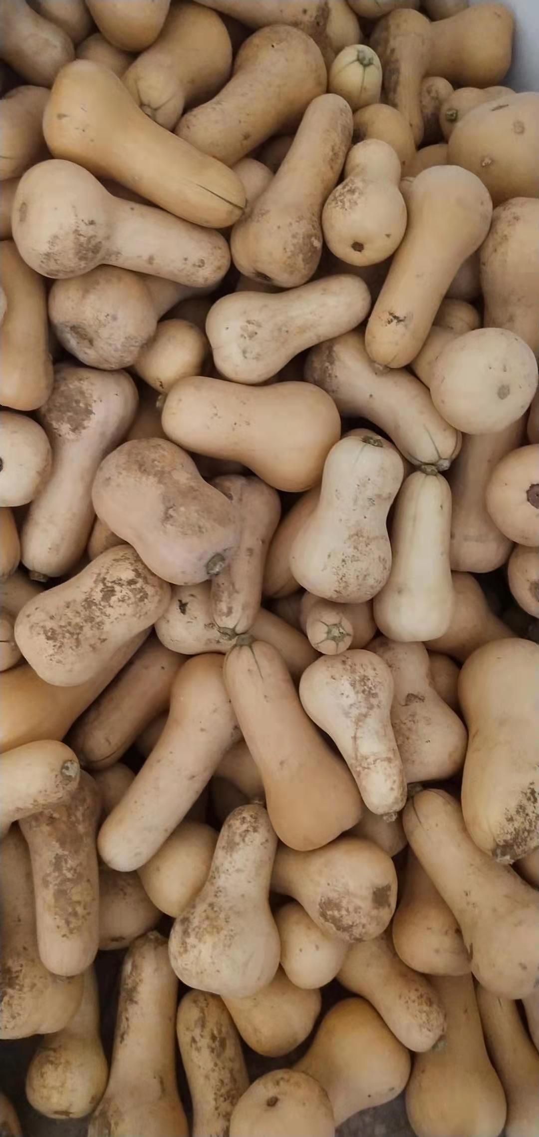 奶油南瓜大量供应，干，面，甜