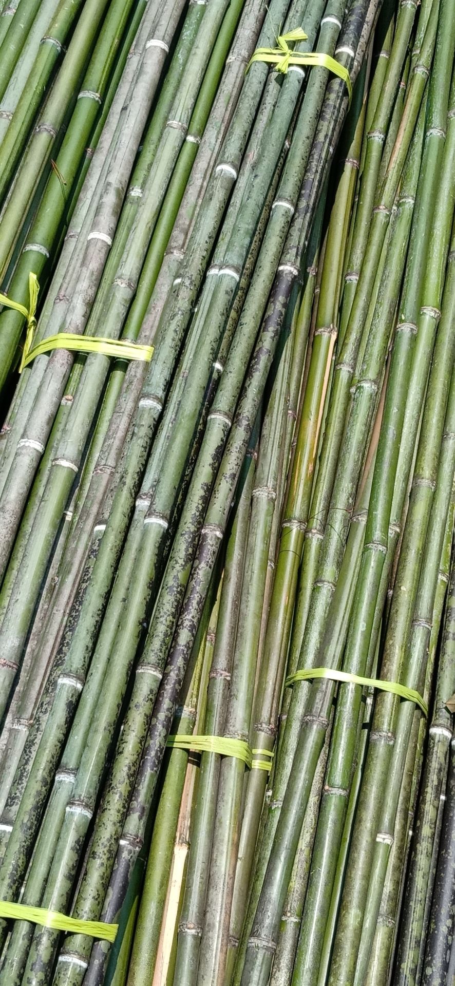 菜架竹 
