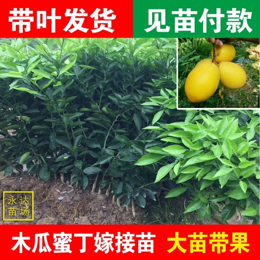 平和县纽荷尔脐橙苗  木瓜密丁柳橙苗，木瓜密丁脐橙苗，橙树苗，香橙