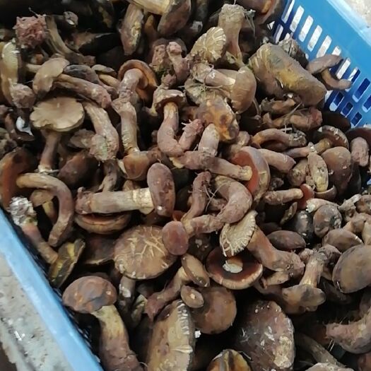 南华县美味牛肝菌  黑牛肝菌