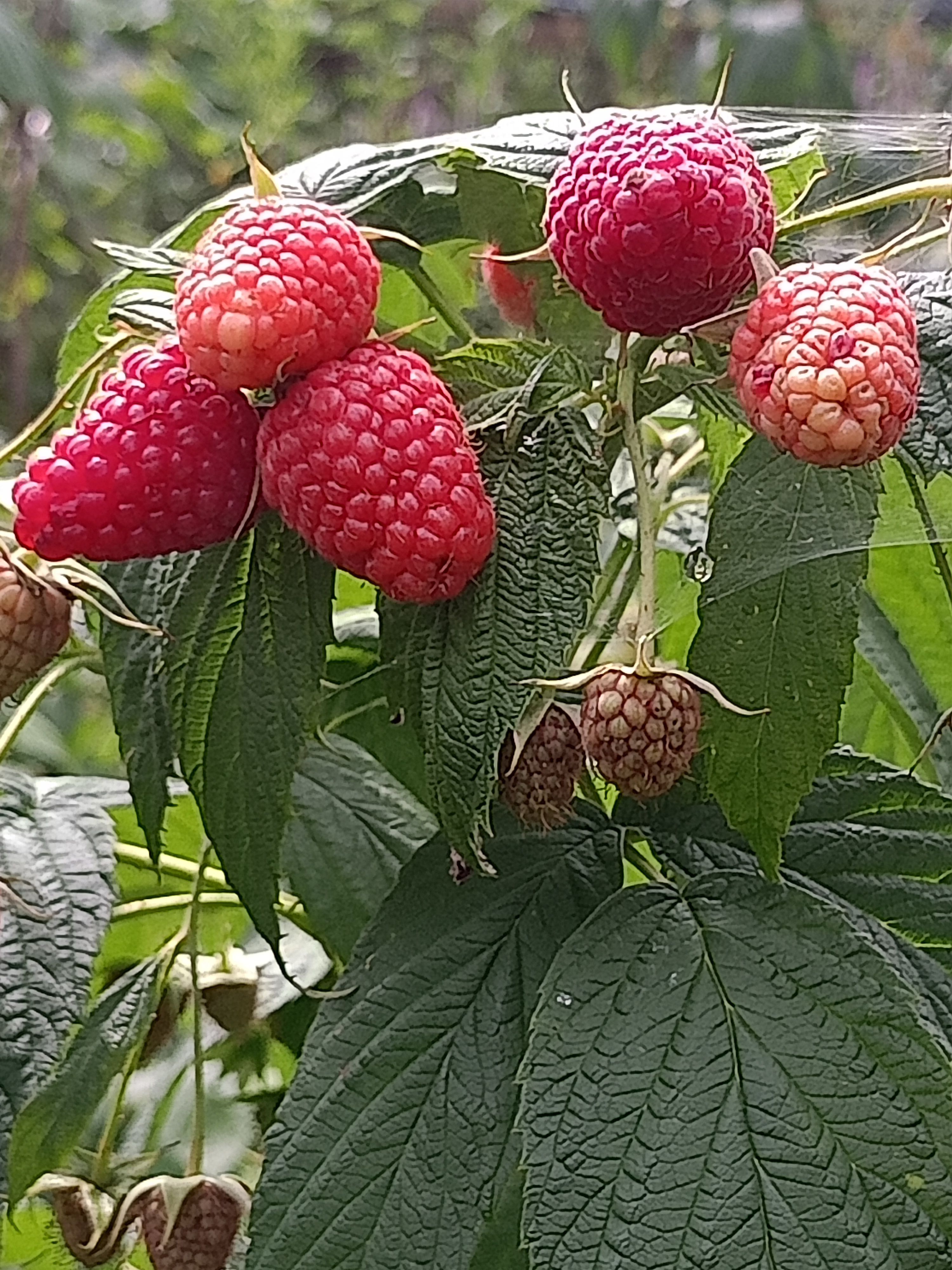 红树莓苗  树莓苗，批发树莓苗当年栽苗当年挂果，产量高。