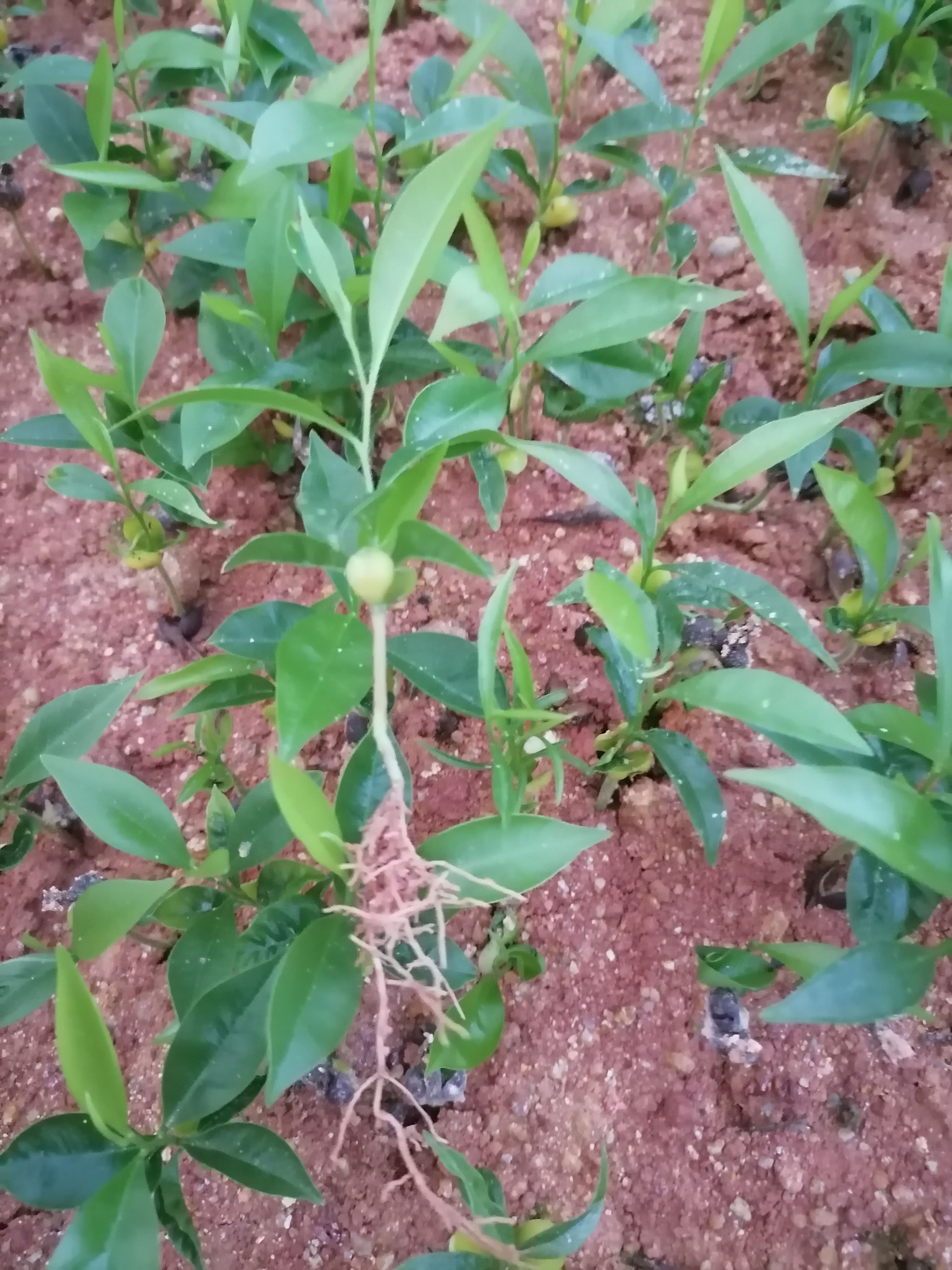 土沉香苗小苗大杯苗