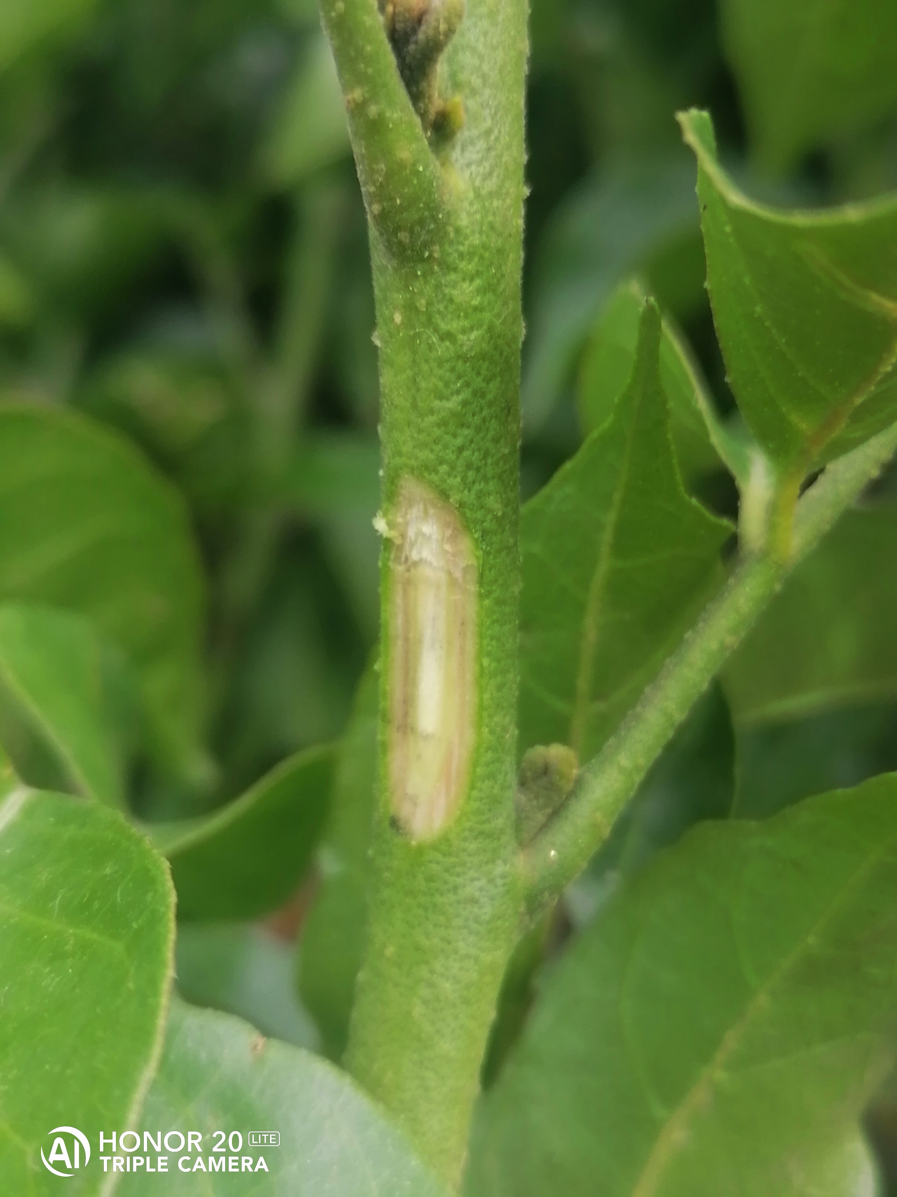 紫金黄皮果苗  低价大量供应紫金黄皮苗，品种保证，品质优良。