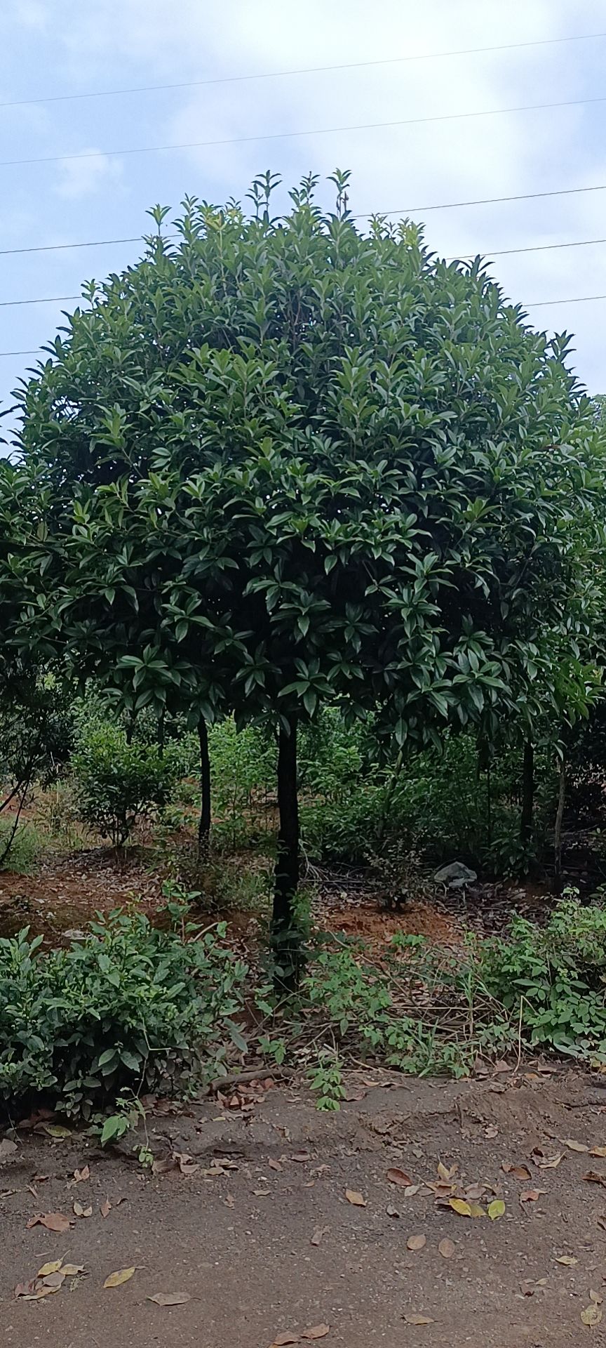 八月桂  低分枝桂花树，精品桂花树，丛生桂花树，2米冠至5米冠丛生桂花