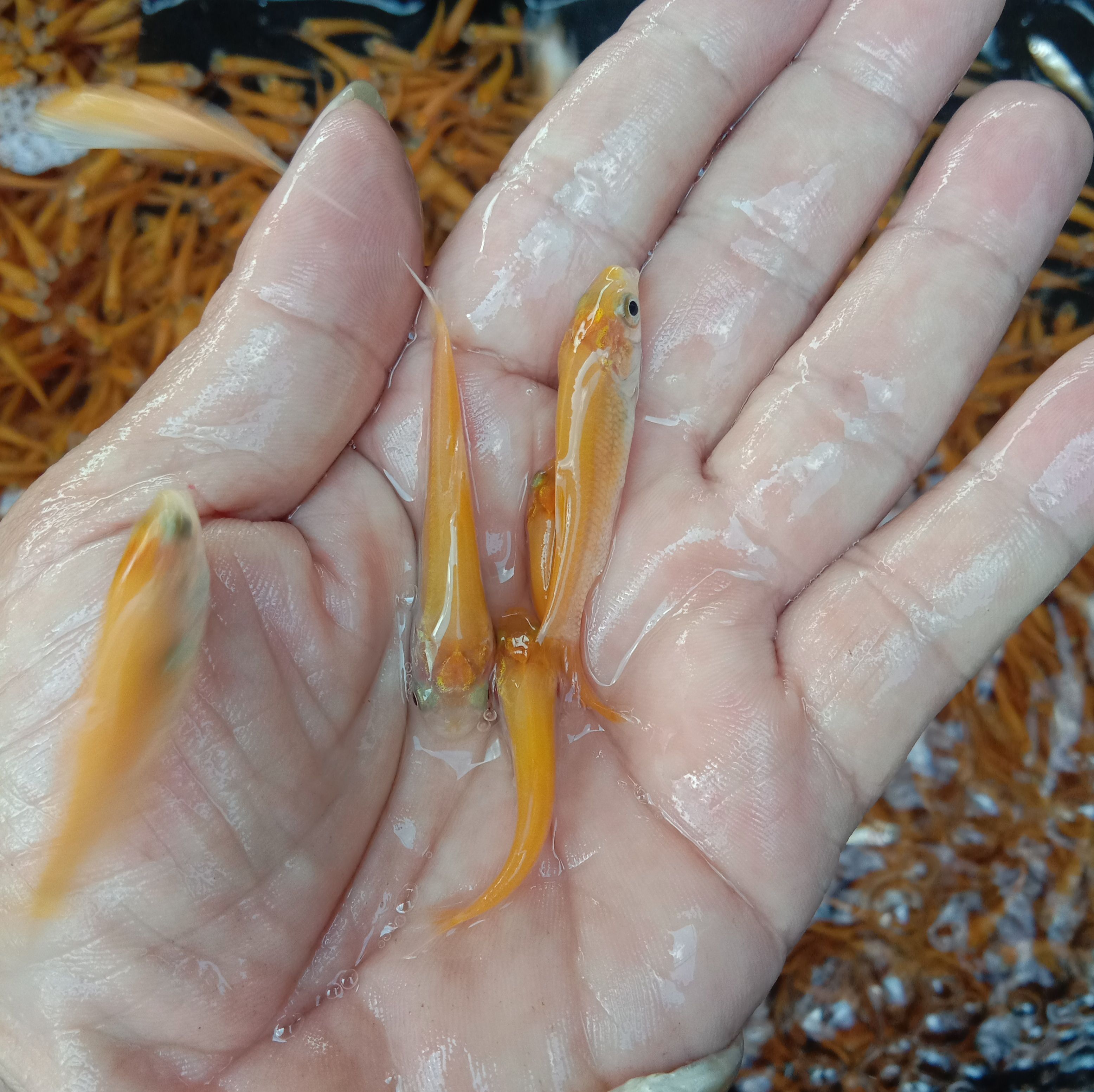 金草鱼苗  草鱼:金丝鲩，金色草鱼，抗病力强。