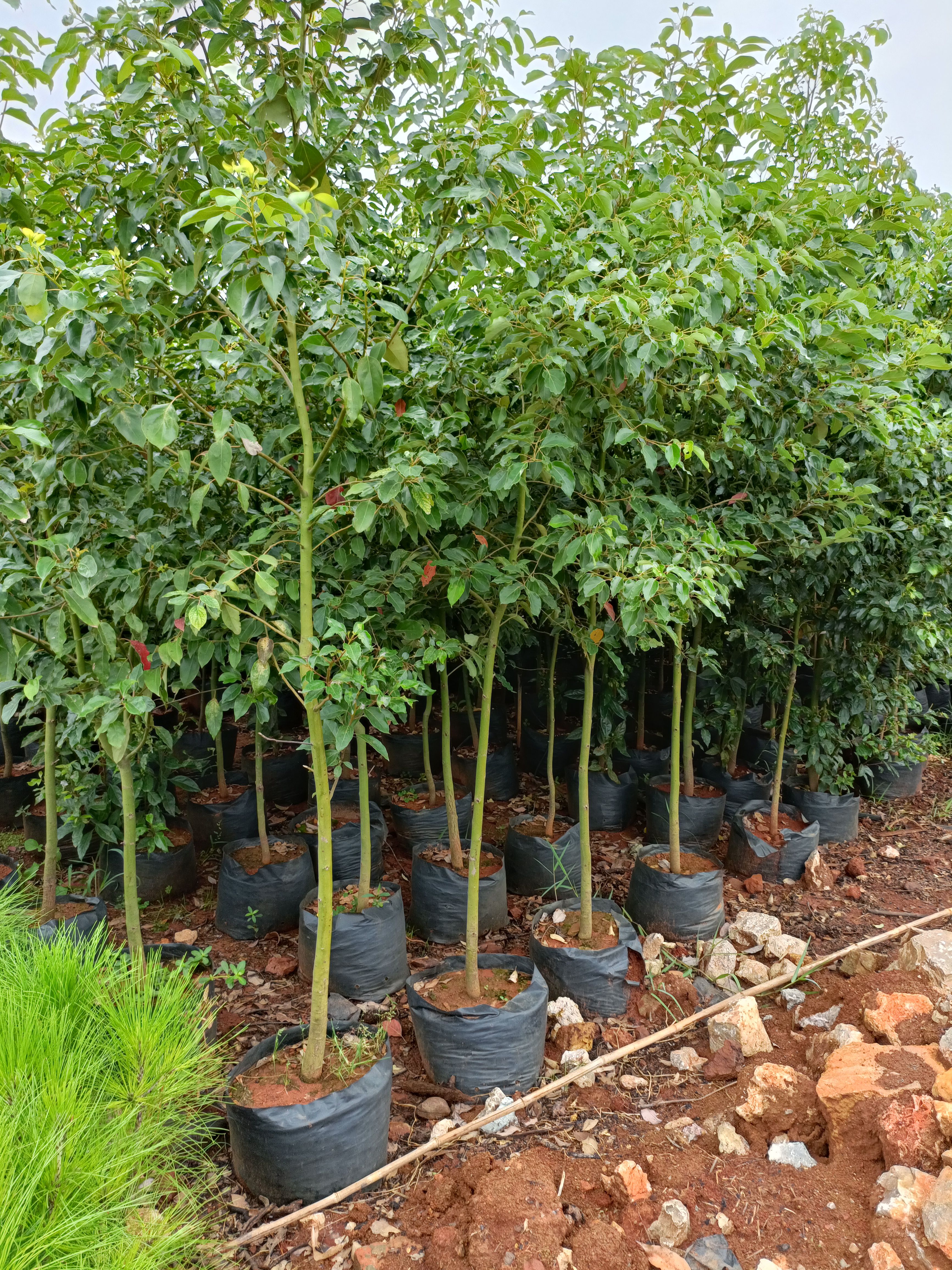 小叶樟 1~1.5米 4公分以下 2~4公分 1~2米 带营养钵发货 