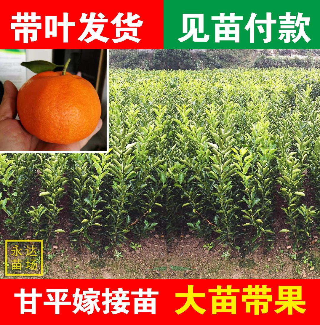 甘平柑橘苗，甘平苗